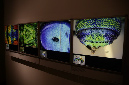 Wasp_exhibition__DSC3427